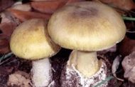 در باره قارچ‌ سمی که جان دهها ایرانی را گرفت