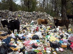 حذف بودجه؛ شمال ایران در زباله دفن می شود