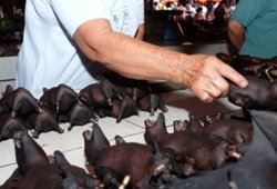 ویروس کرونا؛ این بازارهای حطرناک چینی را تعطیل کنید!