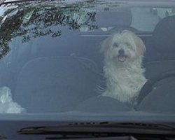 سگ گردانی؛ اجرای فتوای فرقه تبهکار در شهر رشت