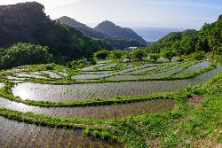 رئیسی زمینه را برای نابودی برنج‌کاری در ایران فراهم کرد