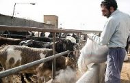 کشور‌های عربی مشتری گاو و گوسفندهای گرسنه ایران