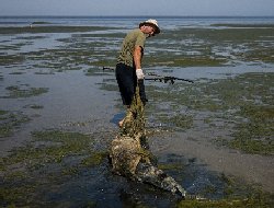 فیلم؛ دلفین‌های دریای سیاه قربانی تهاجم پوتین به اوکراین