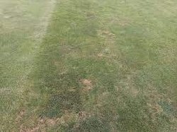 ورزشگاه آزادی؛ رونالدو گفته اینجا مزرعه است یا زمین چمن؟!